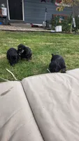 Coop, a male Cocker Spaniel for sale in Keizer, OR – 3 of 4