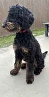 Luna, a female Poodle - Miniature  for sale in Kuna, ID – 5 of 7