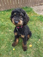 Luna, a female Poodle - Miniature  for sale in Kuna, ID – 2 of 7