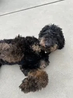 Luna, a female Poodle - Miniature  for sale in Kuna, ID – 6 of 7