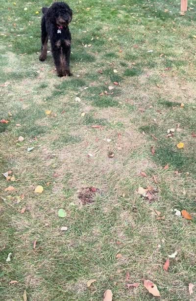 Luna, a female Poodle - Miniature  for sale in Kuna, ID – 7 of 7