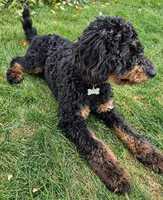 Luna, a female Poodle - Miniature  for sale in Kuna, ID – 4 of 7