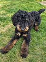 Luna, a female Poodle - Miniature  for sale in Kuna, ID – 3 of 7
