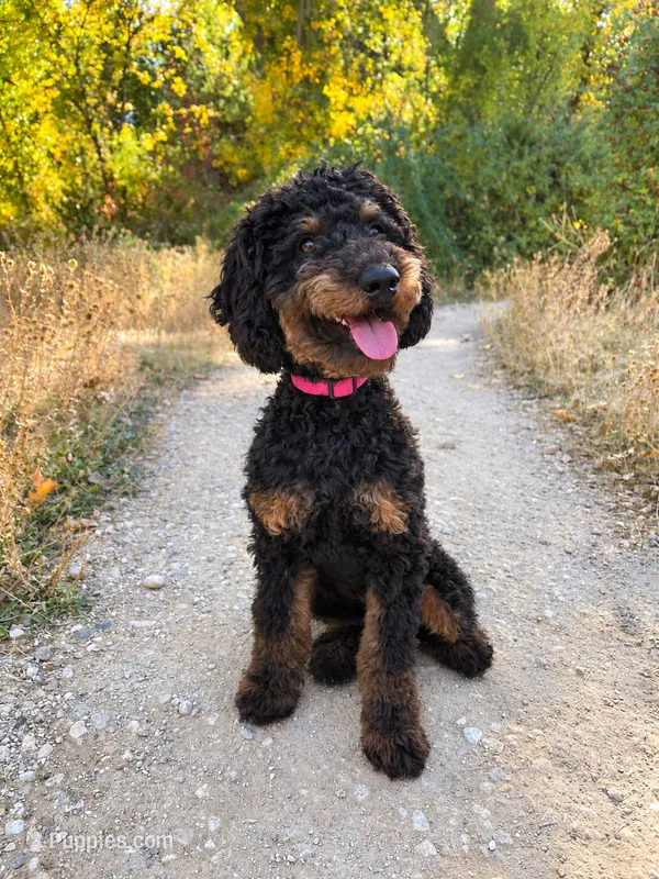 Luna, a female Poodle - Miniature  for sale in Kuna, ID – 1 of 7