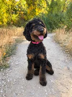 Luna, a female Poodle - Miniature  for sale in Kuna, ID – 1 of 7