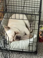 Milo, a male French Bulldog for sale in Joplin, MO – Photo 2 of 3