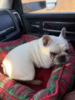 Milo, a male French Bulldog for sale in Joplin, MO – Photo 3 of 3