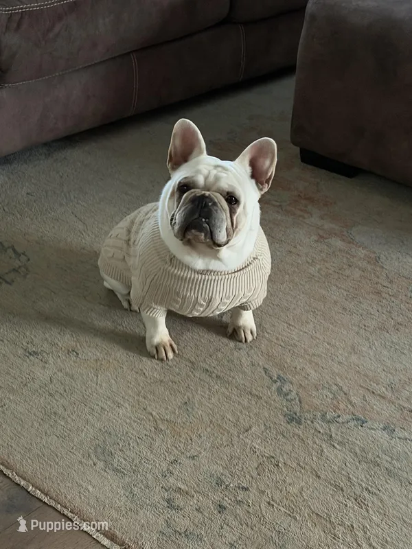 Milo – French Bulldog puppy for sale in Joplin, MO