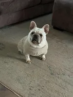 Milo, a male French Bulldog for sale in Joplin, MO – Photo 1 of 3