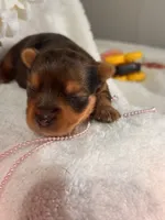 Miss Trixie, a female Yorkshire Terrier for sale in Cameron, OK – 5 of 5