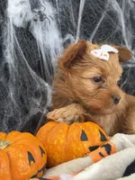 Lissa, a female Yorkshire Terrier for sale in Cameron, OK – 2 of 6