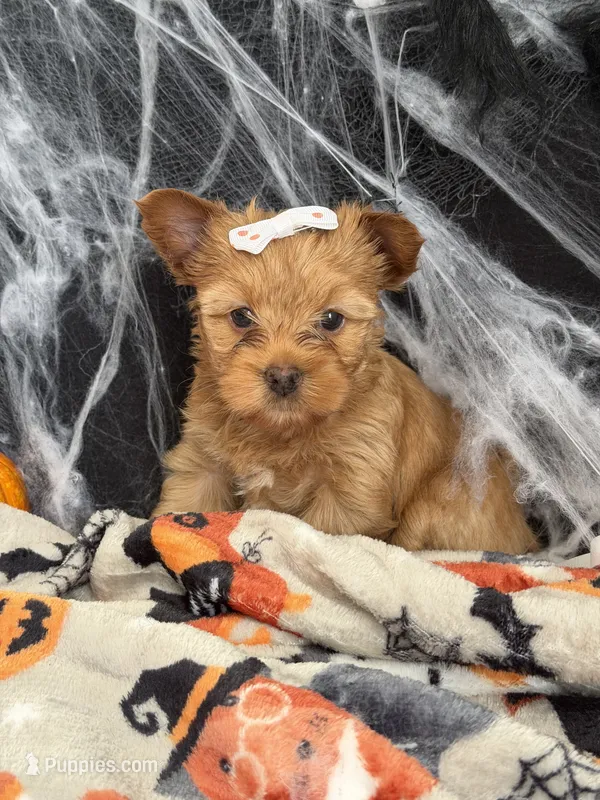 Lissa – Yorkshire Terrier puppy for sale in Cameron, OK