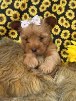 Lissa, a female Yorkshire Terrier for sale in Cameron, OK – 6 of 6