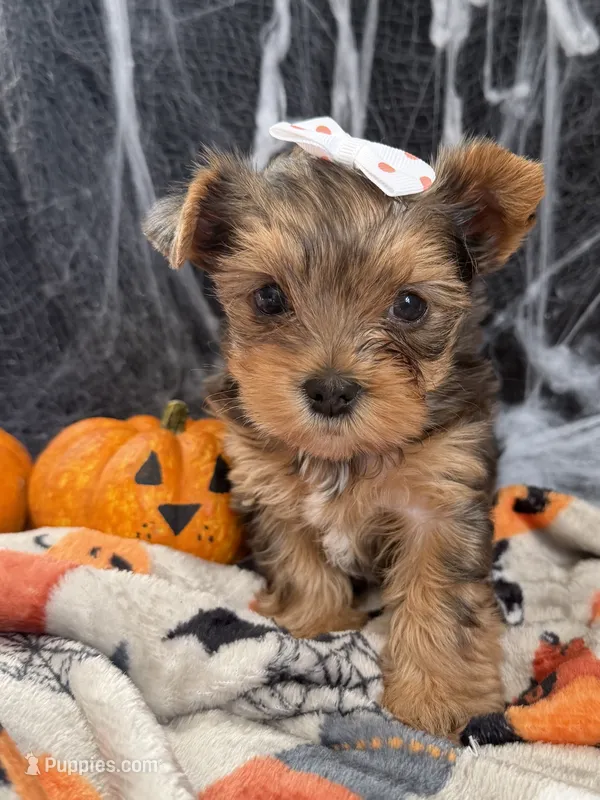 Miss Trixie – Yorkshire Terrier puppy for sale in Cameron, OK