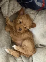 Lissa, a female Yorkshire Terrier for sale in Cameron, OK – 5 of 6