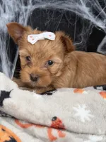 Lissa, a female Yorkshire Terrier for sale in Cameron, OK – 4 of 6
