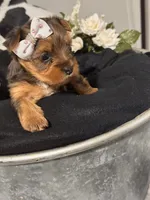 Miss Trixie, a female Yorkshire Terrier for sale in Cameron, OK – 3 of 5