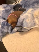 Miss Trixie, a female Yorkshire Terrier for sale in Cameron, OK – 4 of 5
