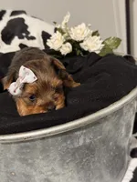 Miss Trixie, a female Yorkshire Terrier for sale in Cameron, OK – 2 of 5