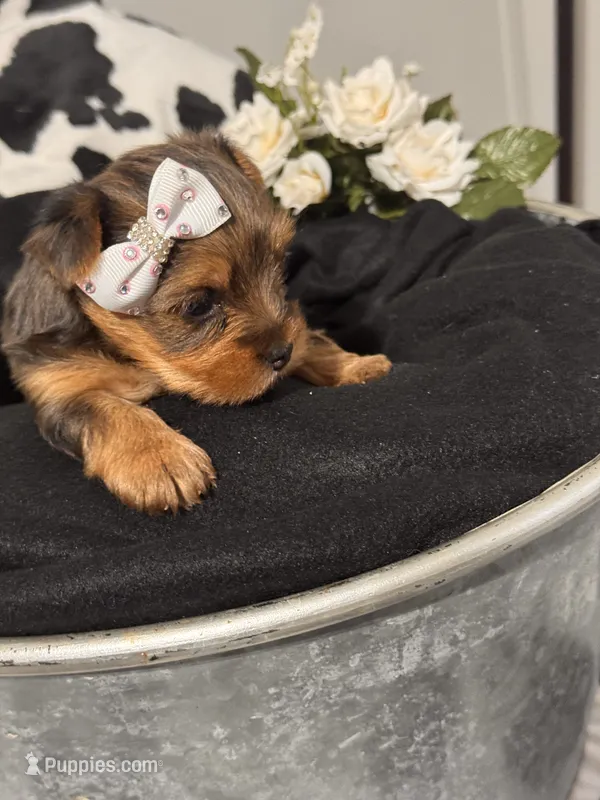 Miss Trixie – Yorkshire Terrier puppy for sale in Cameron, OK