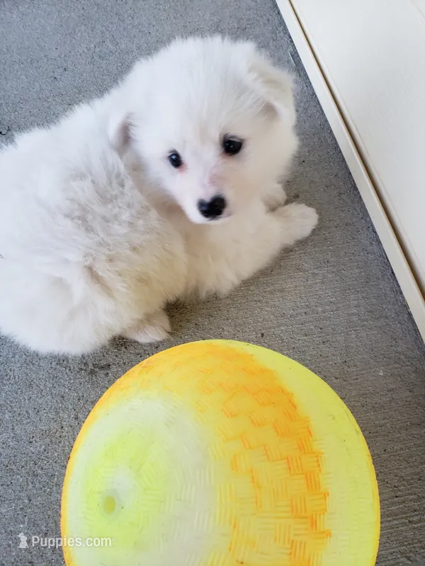 America, a female American Eskimo for sale in Sheridan, IN – 1 of 1