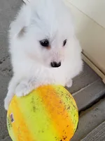 Matt, a male American Eskimo for sale in Sheridan, IN – 3 of 3