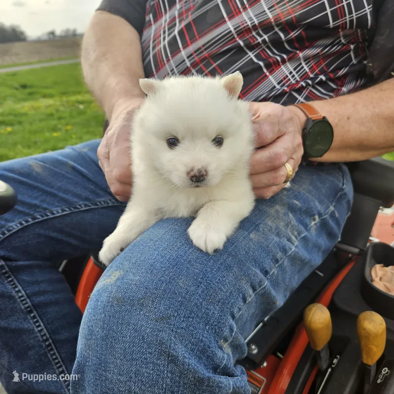 Grace  – American Eskimo puppy for sale in Sheridan, IN