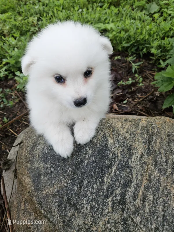 Einstein – American Eskimo puppy for sale in Sheridan, IN