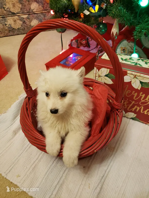 Simone – American Eskimo puppy for sale in Sheridan, IN