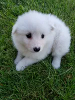 Bruno, a male American Eskimo for sale in Sheridan, IN – 2 of 4