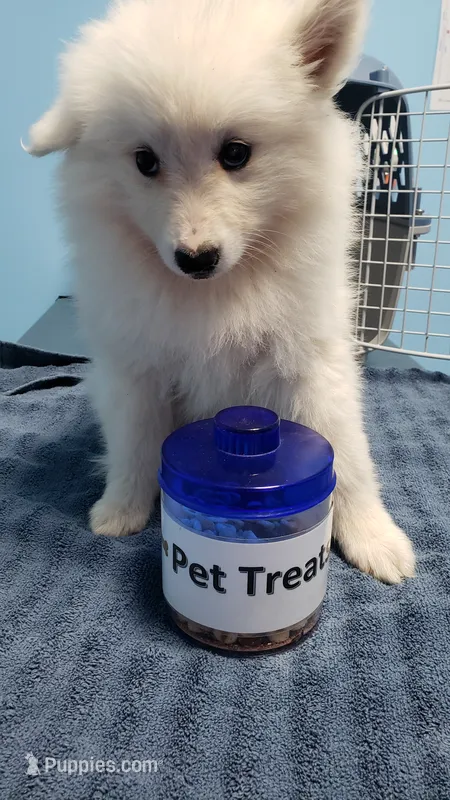 Sparky – American Eskimo puppy for sale in Sheridan, IN
