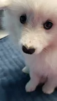 Sparky, a male American Eskimo for sale in Sheridan, IN – 5 of 5
