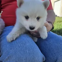 Albert, a male American Eskimo for sale in Sheridan, IN – 3 of 3