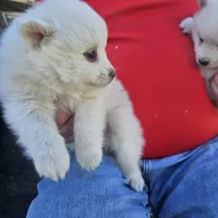Albert, a male American Eskimo for sale in Sheridan, IN – 2 of 3