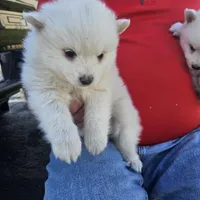 Albert, a male American Eskimo for sale in Sheridan, IN – 1 of 3