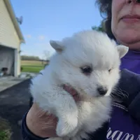 Grace, a female American Eskimo for sale in Sheridan, IN – 2 of 7