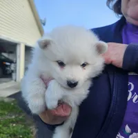 Grace, a female American Eskimo for sale in Sheridan, IN – 5 of 7