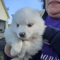 Grace, a female American Eskimo for sale in Sheridan, IN – 4 of 7