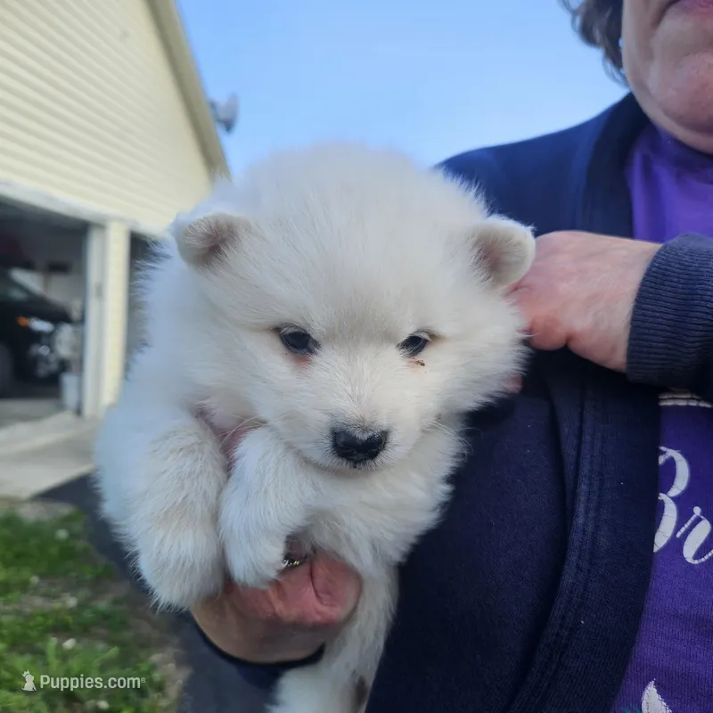 Grace – American Eskimo puppy for sale in Sheridan, IN