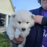 Grace, a female American Eskimo for sale in Sheridan, IN – 1 of 7