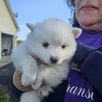 Grace, a female American Eskimo for sale in Sheridan, IN – 3 of 7