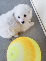 Bruno, a male American Eskimo for sale in Sheridan, IN – 4 of 4