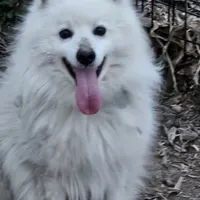 Grace, a female American Eskimo for sale in Sheridan, IN – 6 of 7
