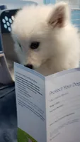 Sparky, a male American Eskimo for sale in Sheridan, IN – 3 of 4