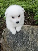 Sparky, a male American Eskimo for sale in Sheridan, IN – 1 of 3