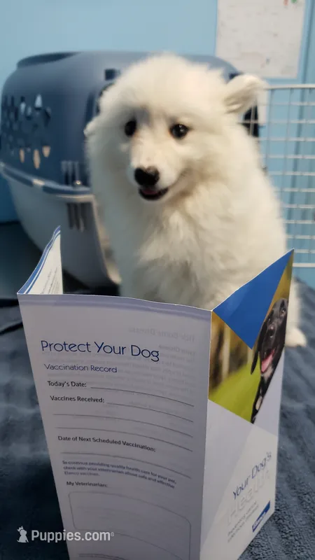 Sparky – American Eskimo puppy for sale in Sheridan, IN
