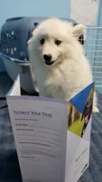 Sparky, a male American Eskimo for sale in Sheridan, IN – 1 of 5
