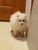 America, a female American Eskimo for sale in Sheridan, IN – 1 of 1