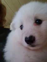 Bruno, a male American Eskimo for sale in Sheridan, IN – 3 of 4