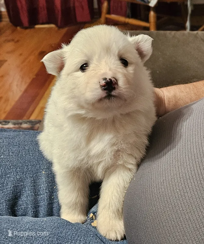 America – American Eskimo puppy for sale in Sheridan, IN